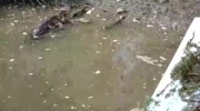 Polak karmi aligatora w USA