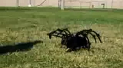 Największy pająk świata zaatakował kobietę!