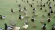 Marsz kaczek-Atak klonów