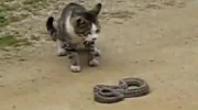 Kot vs. wąż