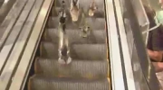 Kaczki vs. ruchome schody