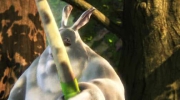 Big Buck Bunny - Gruby Puchaty Królik
