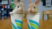 Dwa króliczki w kartonowych kubkach