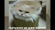 funny cats 2