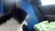 Kot w samochodzie