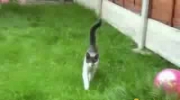 Gdy kot atakuje