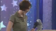 Gadająca Papuga