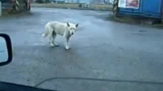 Funny dancing dog