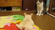 Pierwszy atak na kota