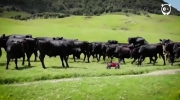 Krowy są bardzo ciekawskie nowego stworzenia...