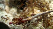 Mrówki atakują karalucha, który wydaje na świat potomstwo