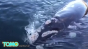 Wieloryb prosi wędkarzy o pomoc