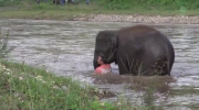 Słoń rusza na pomoc człowiekowi