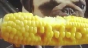 Buldożek je kukurydzę