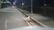 Pies próbuje ożywić kumpla, którego zabił samochód