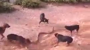 Stado psów atakuje kobrę