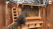 Restauracja dla wiewiórek