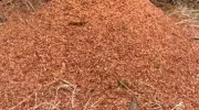 budowa mrowiska