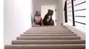 Pies zbiega po schodach