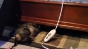 Pies próbuje wejść pod łóżko