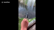 Żółw szybszy niż aligator