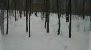 kiepole w lesie