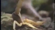 Myszy vs. Skorpion