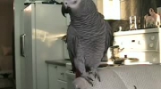 Beatboxująca papuga