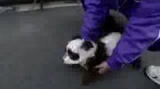 pies panda