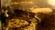 Żółw czerwonolicy