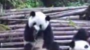 Kichająca Panda