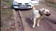 Pies ciągnie samochód