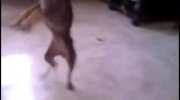 Pies tańczy latynoski taniec :D