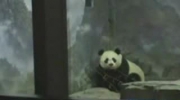 panda prison break