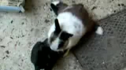 Kot atakuje królika, ciekawe co się stanie