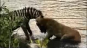 Zebra cudem ocalała przed afrykańskim lwem