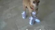 pies w butach