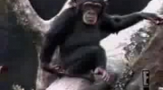 Małpa powąchała palec i... :)
