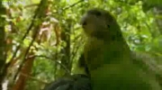 Papuga chce bzykać głowę fotografa