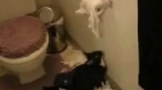 Kot i papier toaletowy