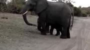 Kichający słoń