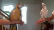 papugi z Roxbury