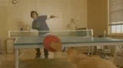 ping pong z wymagającym przeciwnikiem
