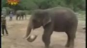 Słoń grający w piłkę