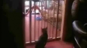 Kot przeskakuje przez furtkę w domu - fail