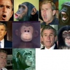 Bush małpa