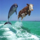 Krowa plywa delfinem