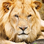 Leão Africano tapety