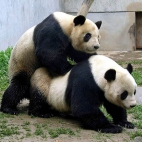 Panda w Akcji
