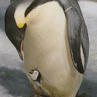 Pingwin W Akcji